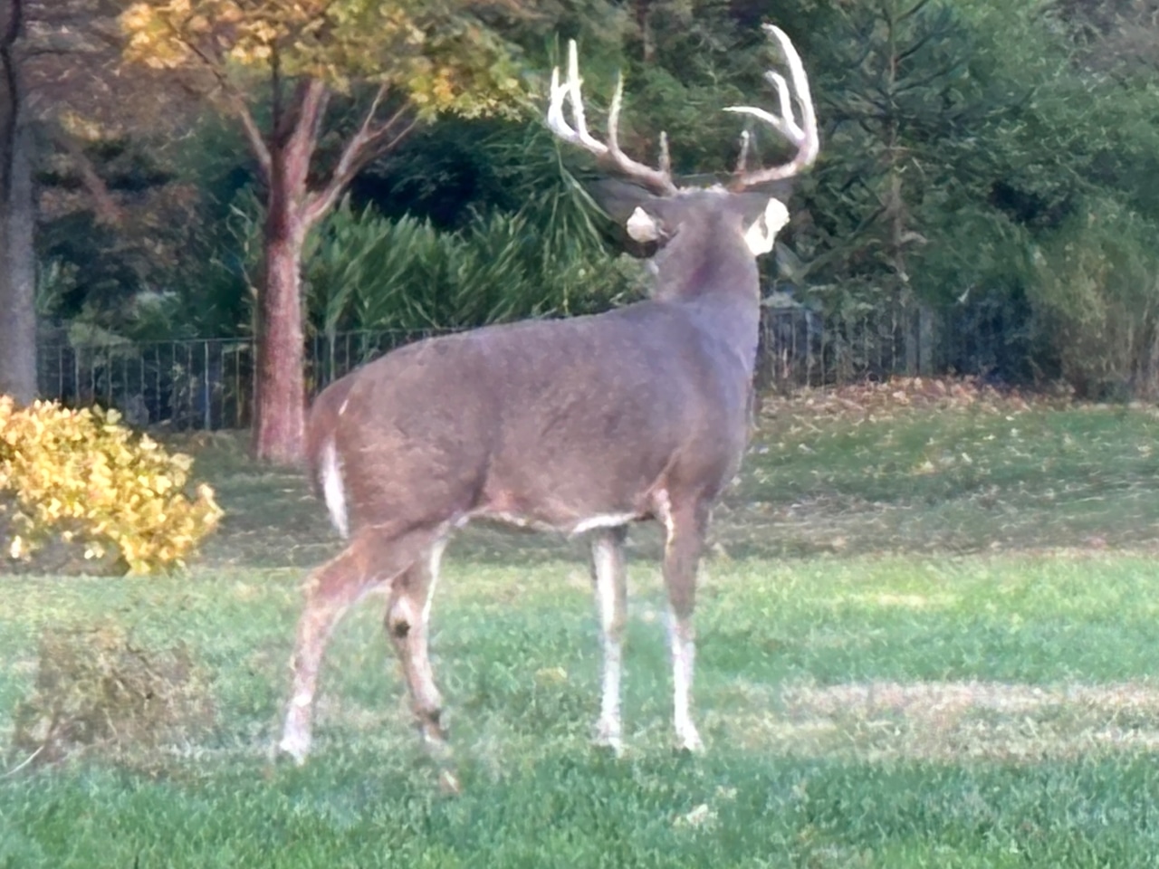 Deer