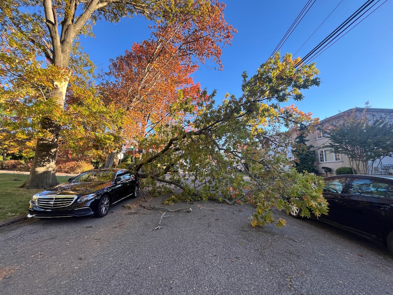Tree falls in Annadale on Thursday