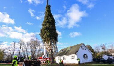 Rockefeller Center's Christmas Tree cut down in upstate New York, standing a towering 75 feet tall