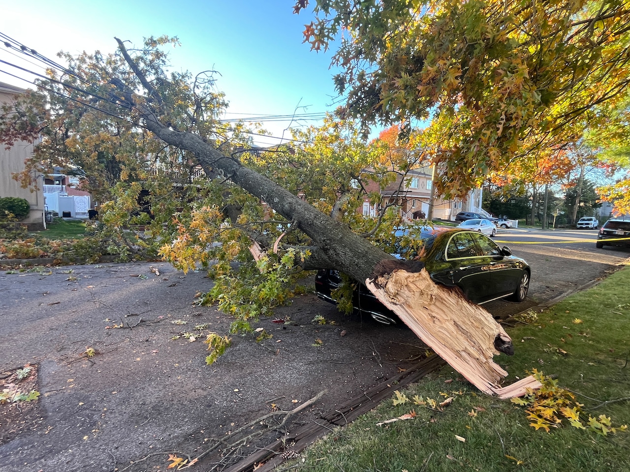 Tree falls in Annadale on Thursday