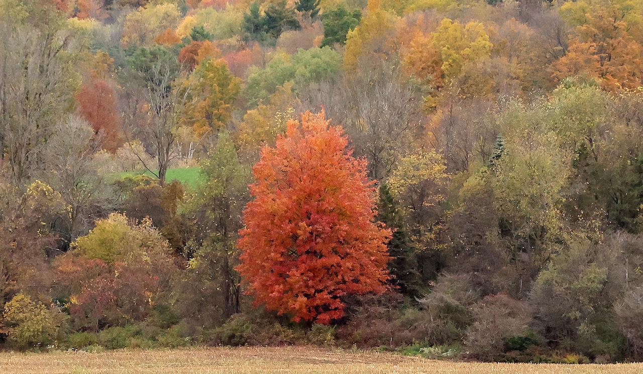 Fall foliage in CNY