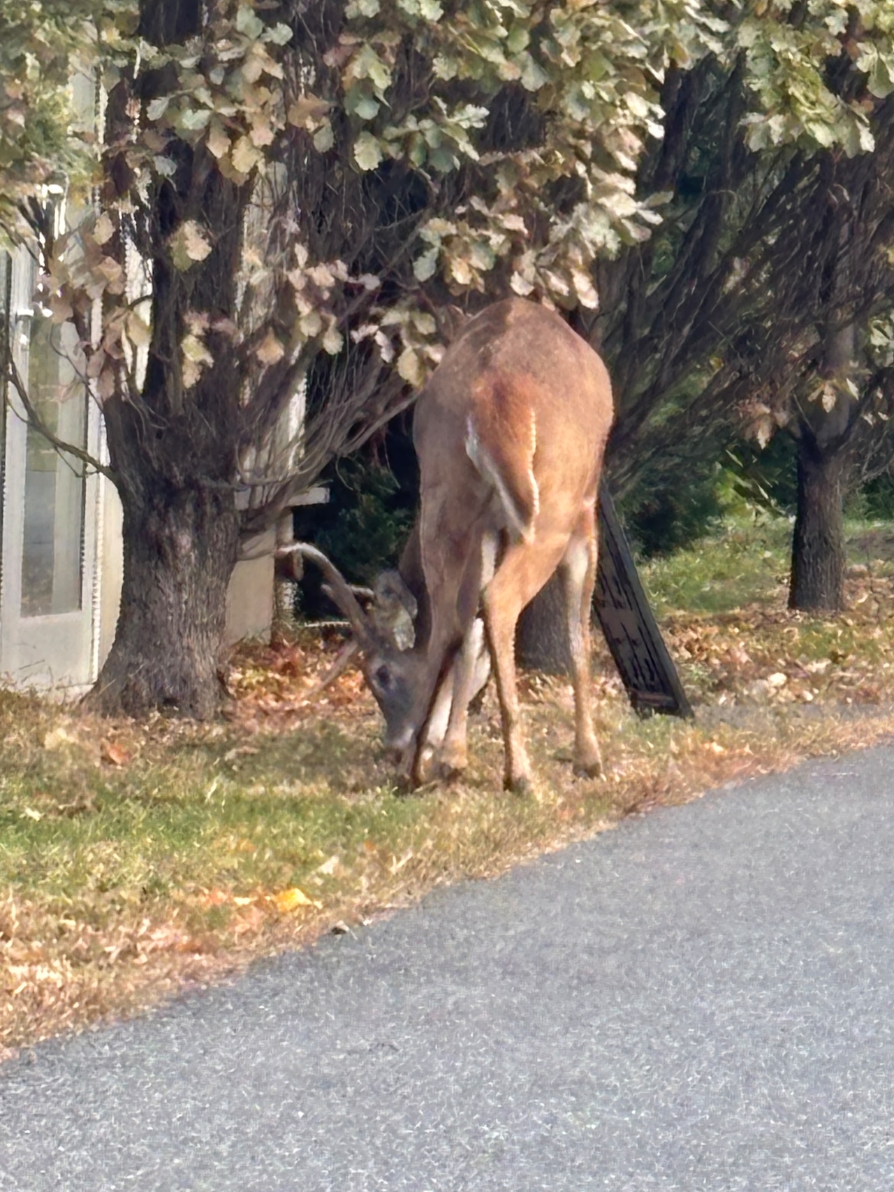 Deer
