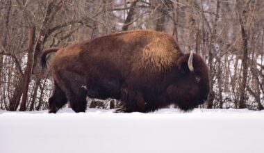 On this National Bison Day, look back to the Bronx Zoo