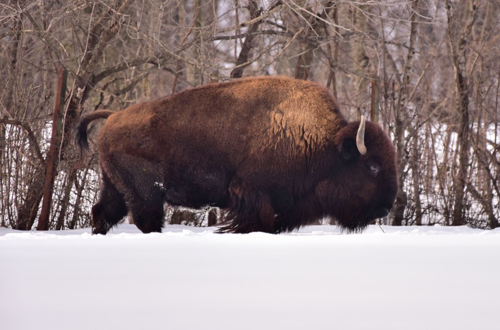 On this National Bison Day, look back to the Bronx Zoo