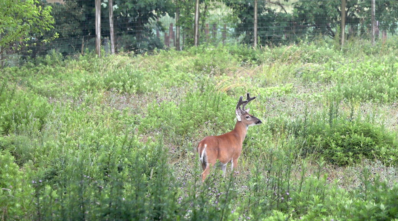 Deer on Staten Island