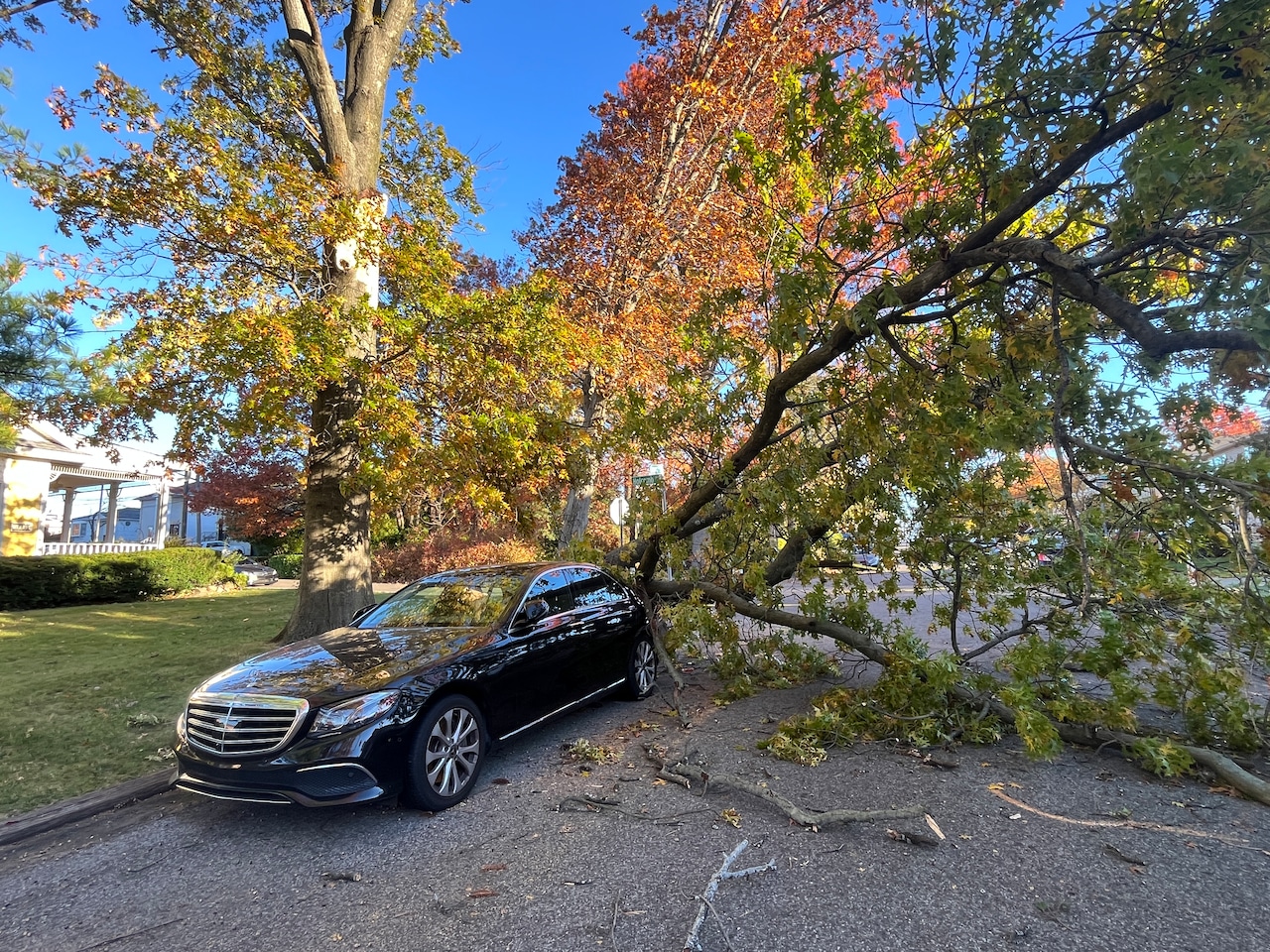Tree falls in Annadale on Thursday