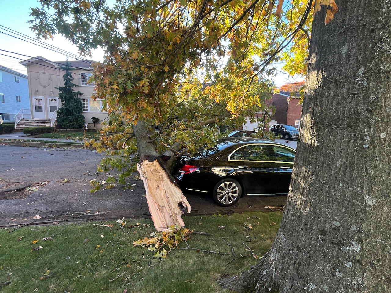 Tree falls in Annadale on Thursday