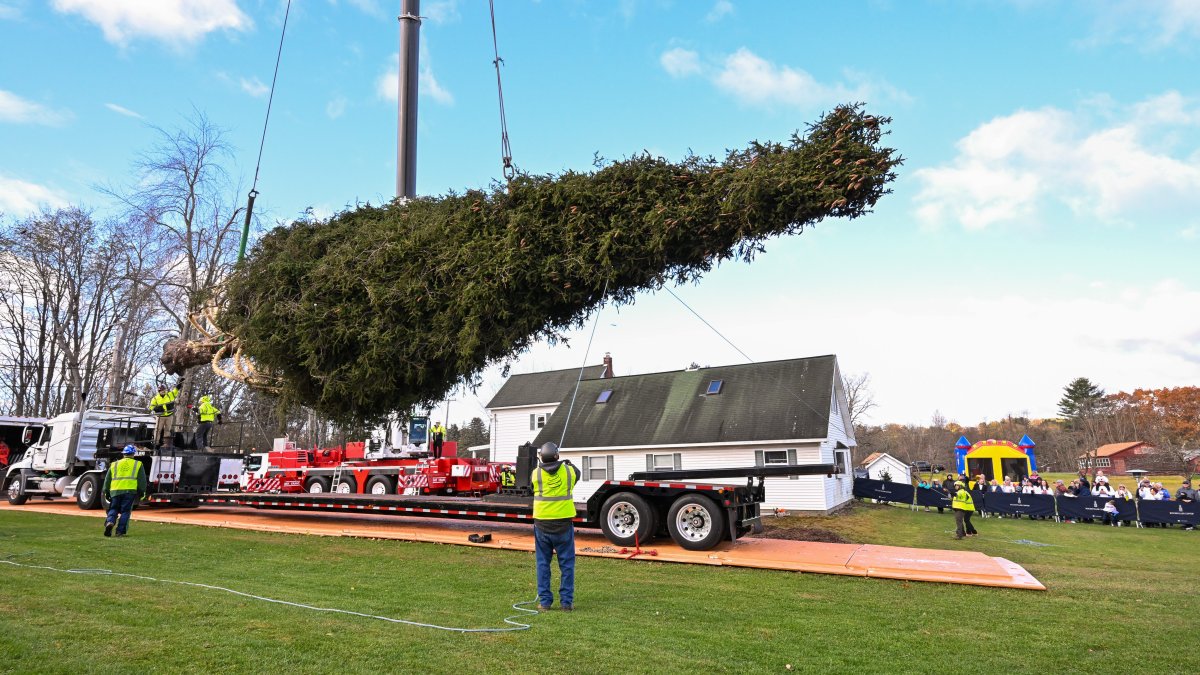 How the Rockefeller Center Christmas tree is picked and moved – NBC New York