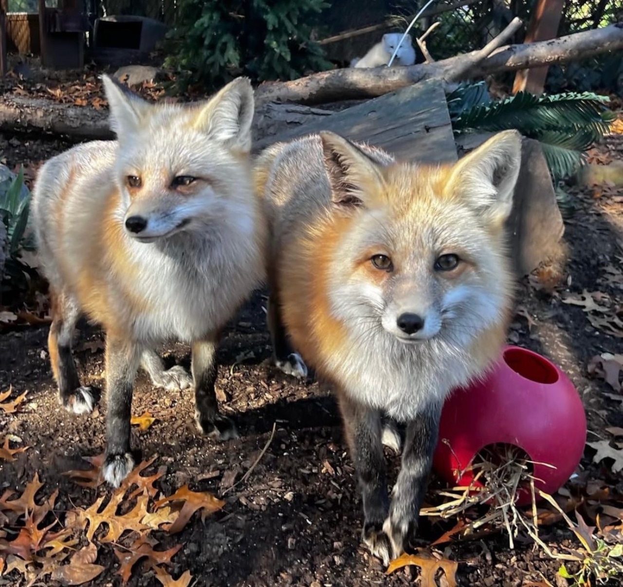 Red fox