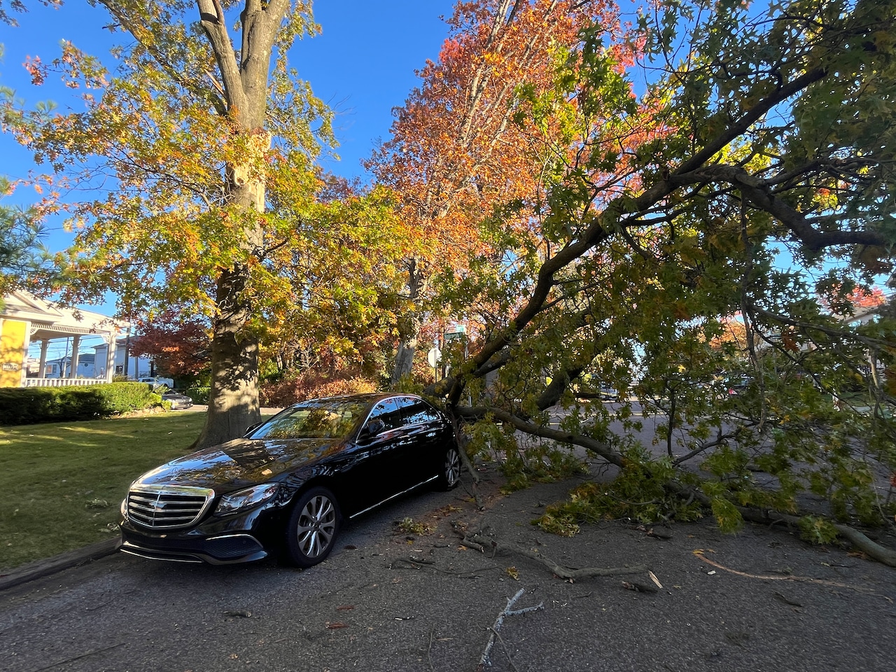 Tree falls in Annadale on Thursday