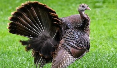 She’s single, gorgeous and ready to mate. She’s also a turkey