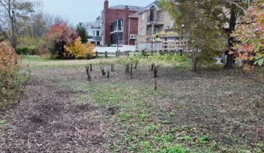 Queens man saws down trees on protected wetlands, angering nature lovers