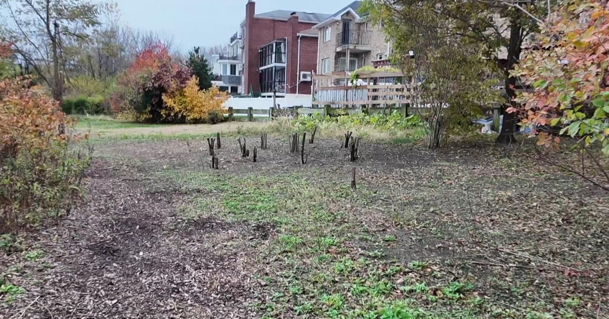 Queens man saws down trees on protected wetlands, angering nature lovers