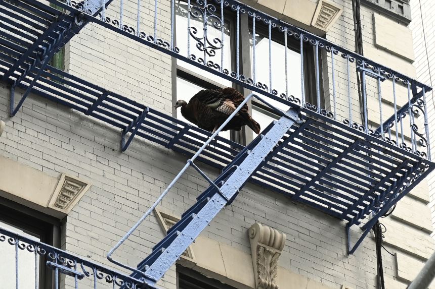During her brief stint on the Upper East Side, Astoria was not beloved by those whose balconies she pooped on.