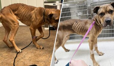 Man arrested after dog was found severely malnourished in Seymour: police – NBC Connecticut