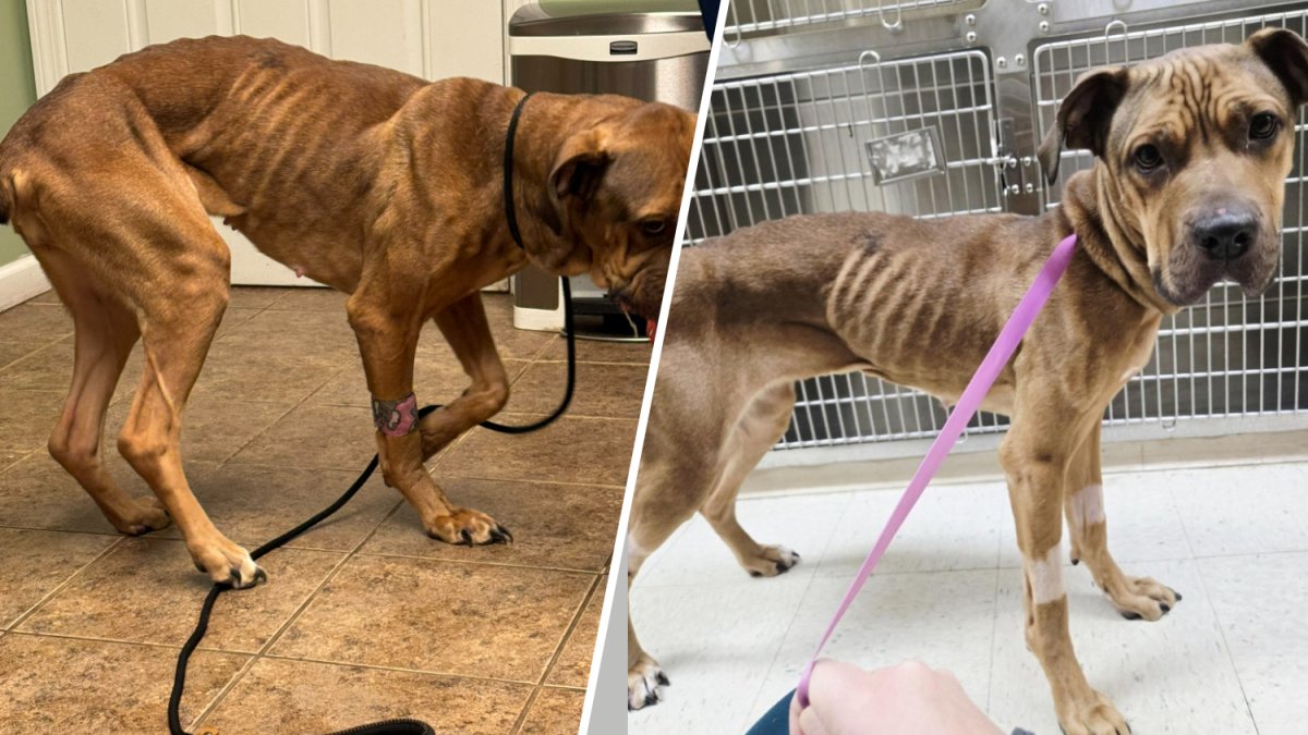 Man arrested after dog was found severely malnourished in Seymour: police – NBC Connecticut