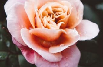 Josephine Regina Obituary