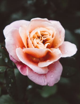 Josephine Regina Obituary