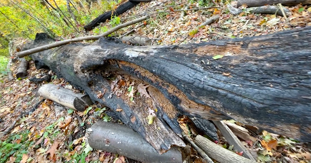 Volunteers work to bring Prospect Park's burned hillside back to life, nearly a year after a brush fire