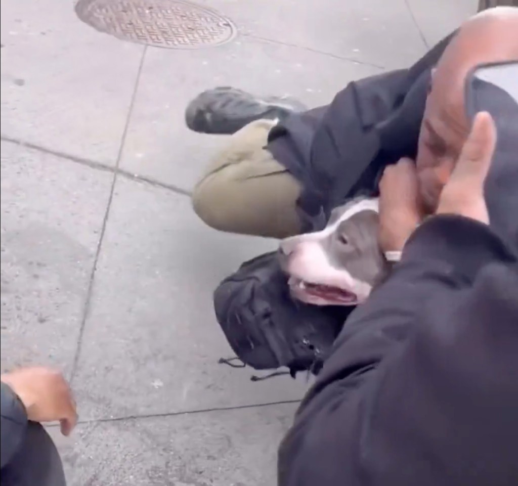 Man restraining a pit bull in a headlock on a sidewalk.