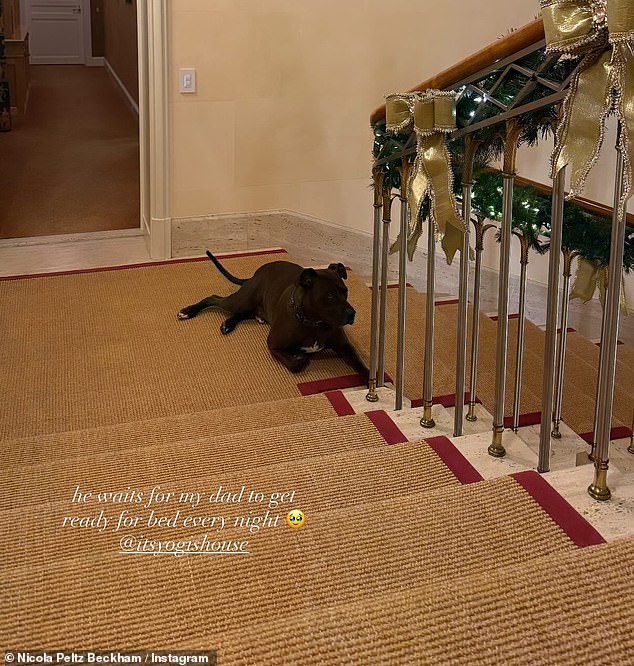 Another snap showed the Peltz's family dog as Nicola told her fans: 'He waits for my dad to get ready for bed each night'