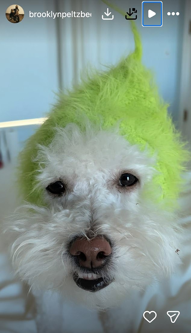 Hinting at his thoughts on the day, Brooklyn posted a picture of one of his four rescue dogs wearing a green Grinch-themed hat