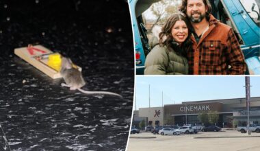 Moviegoer tackles cinema's mouse problem in a bold way