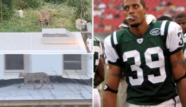 Two exotic cats belonging to one-time New York Jet run wild in Baltimore neighborhood