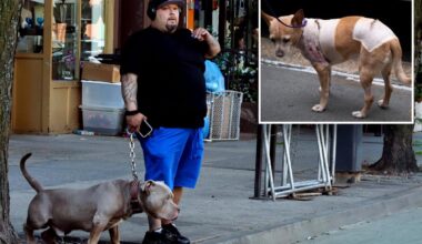 Justice for Penny! NYC dog owner behind bars for failing to turn over dogs involved in multiple attacks