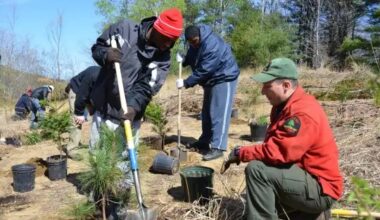 New York’s 25-million-tree plan off to slow start