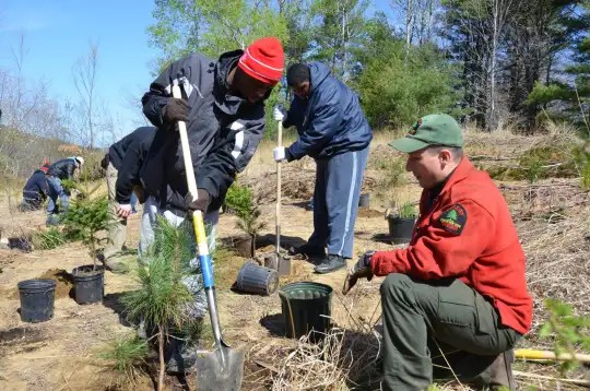 New York’s 25-million-tree plan off to slow start