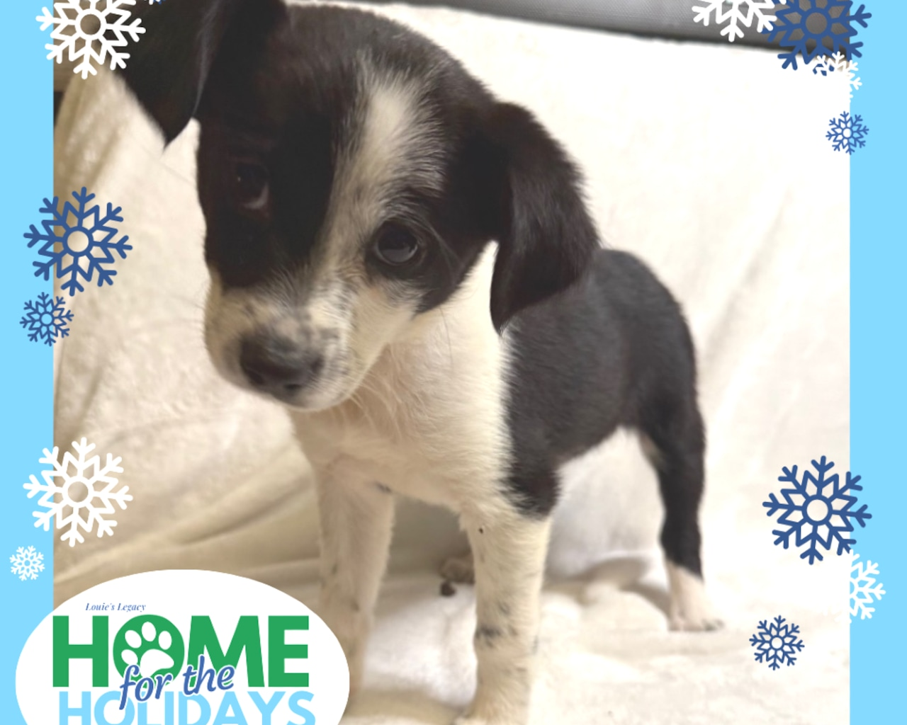 Adopt before you shop. Dec. 13-14