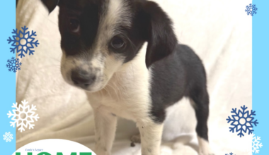 Adopt before you shop. Dec. 13-14