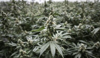 New York Approves Nonna Farms’ $10 Million Revamp of Utica Cannabis Site