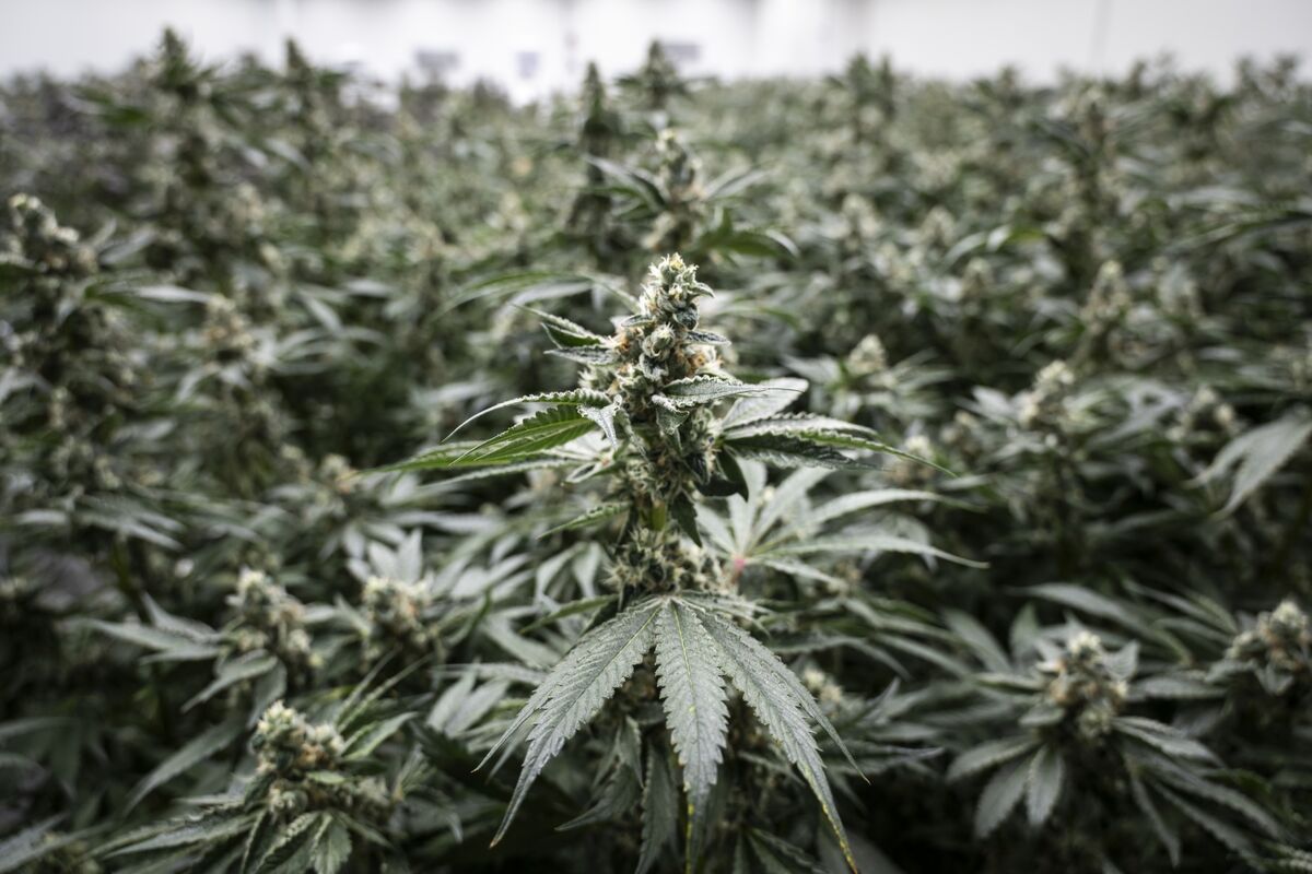 New York Approves Nonna Farms’ $10 Million Revamp of Utica Cannabis Site