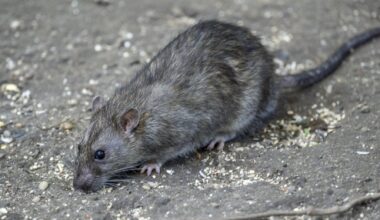 Here is What it Does