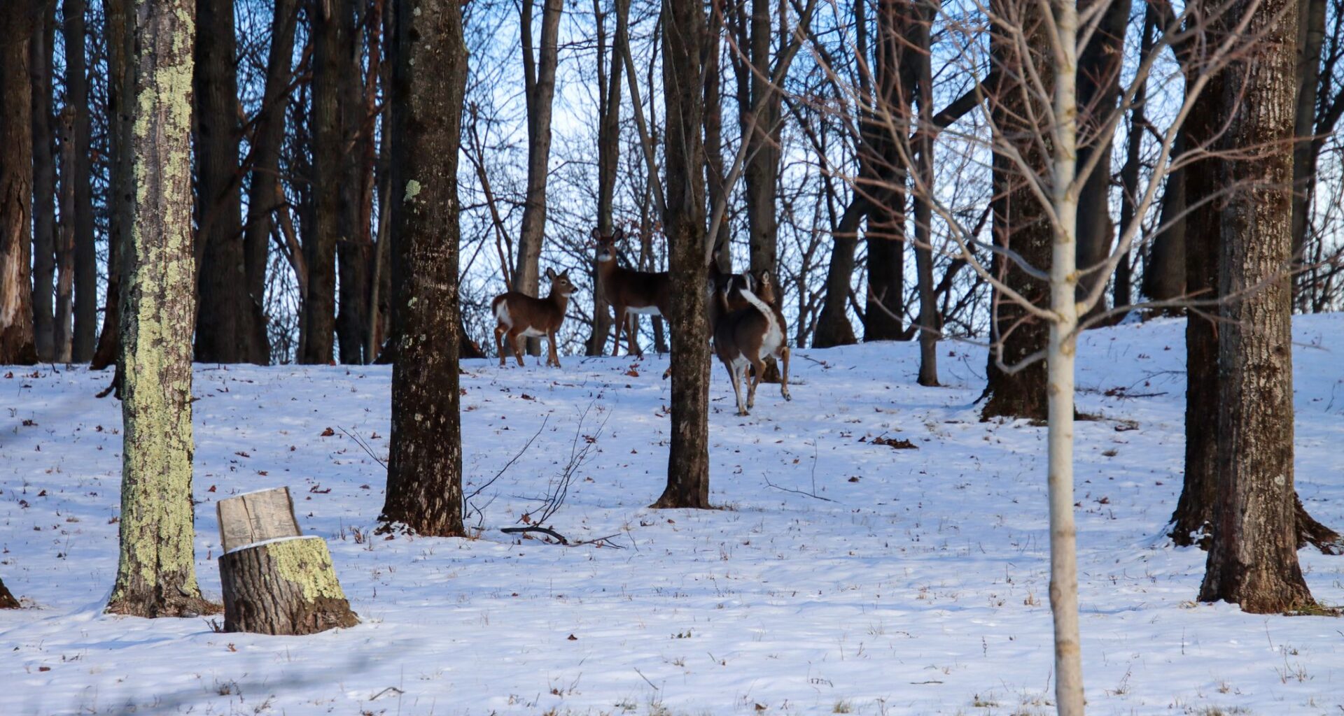 Why some New York environmentalists are picking up rifles