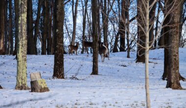 Why some New York environmentalists are picking up rifles