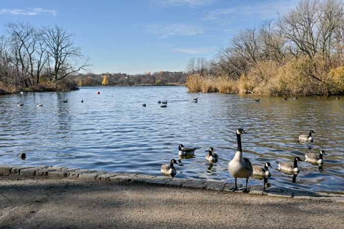geese in prospect park