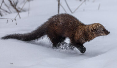 Fishers are rarely seen by humans, though their populations have rebounded. And no, they won’t eat your pets.