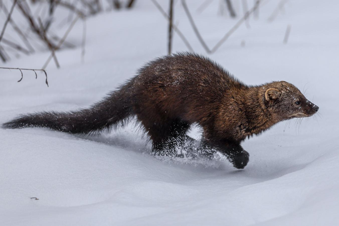 Fishers are rarely seen by humans, though their populations have rebounded. And no, they won’t eat your pets.