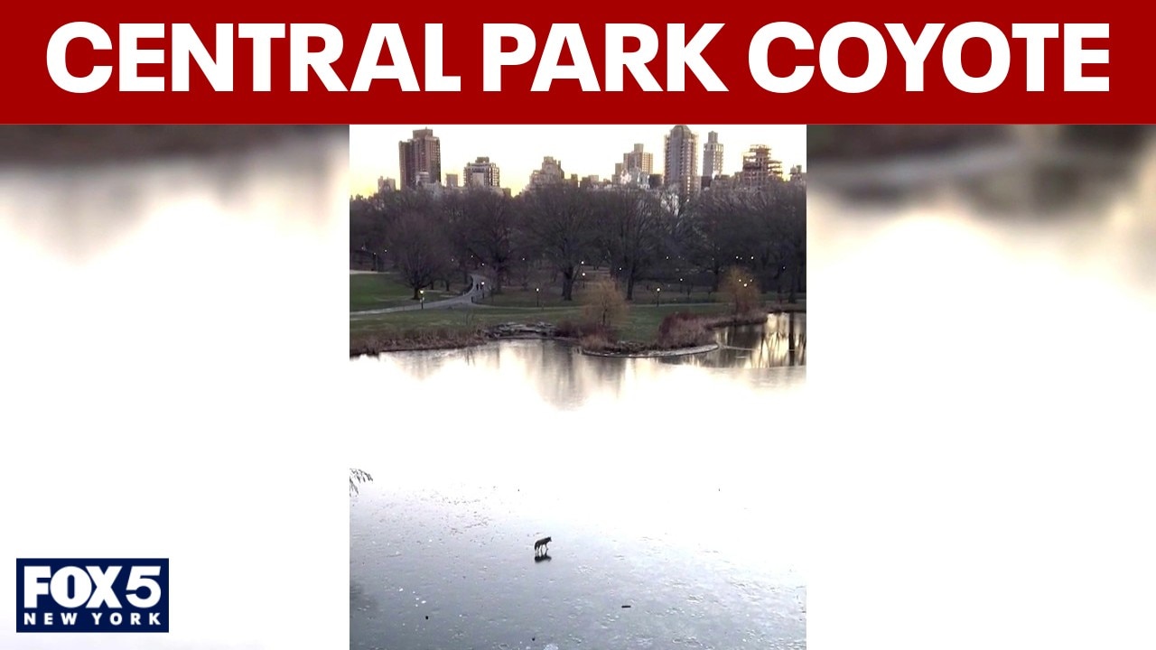 WATCH: Coyote seen walking across Central Park frozen pond