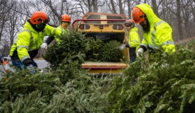 Mulch ado about nothing! Say good-bough to your Christmas tree at Mulchfest 2025 • Brooklyn Paper