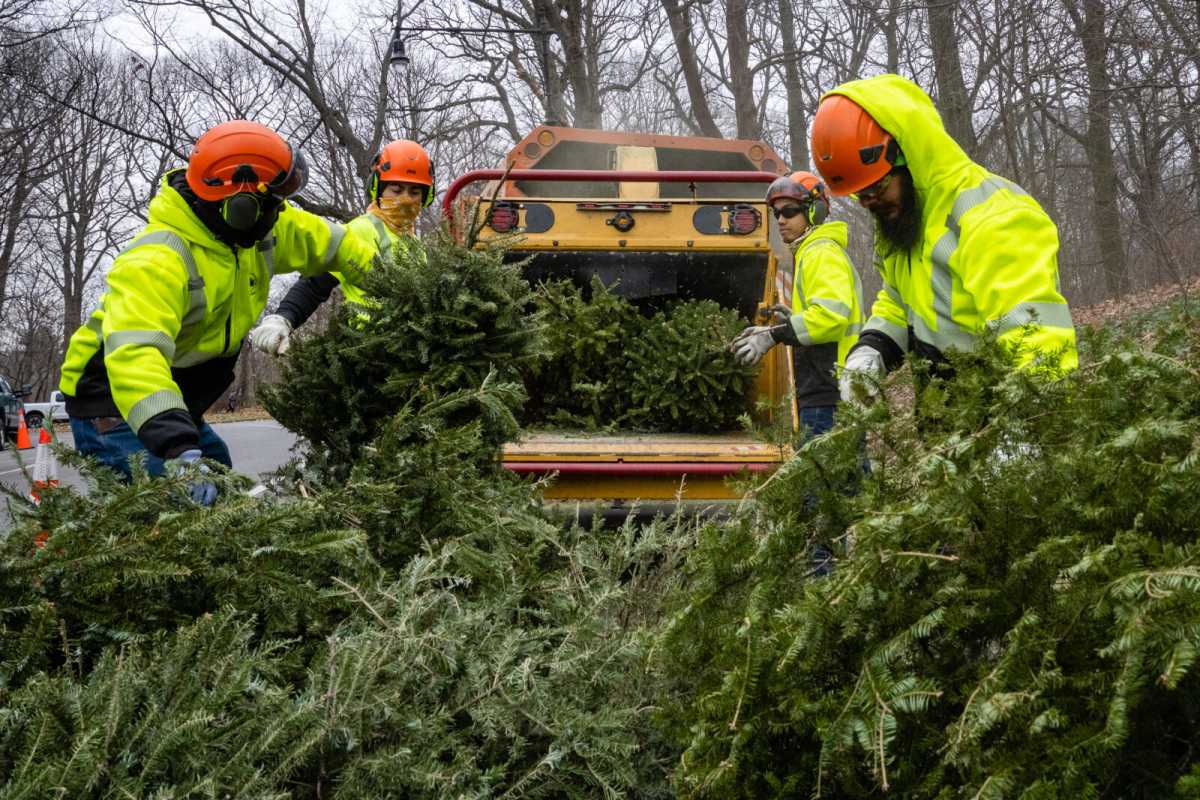 Mulch ado about nothing! Say good-bough to your Christmas tree at Mulchfest 2025 • Brooklyn Paper