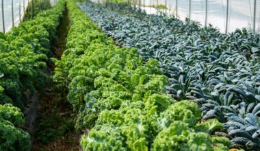 Norwich Meadows Farm, a New York City farmers market staple for produce and food products,  caught on fire in upstate New York, which damaged the farm’s barn.