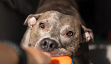 NYC Shelter Dogs Choosing Toys for Christmas Is the Ultimate Dose of Holiday Cheer