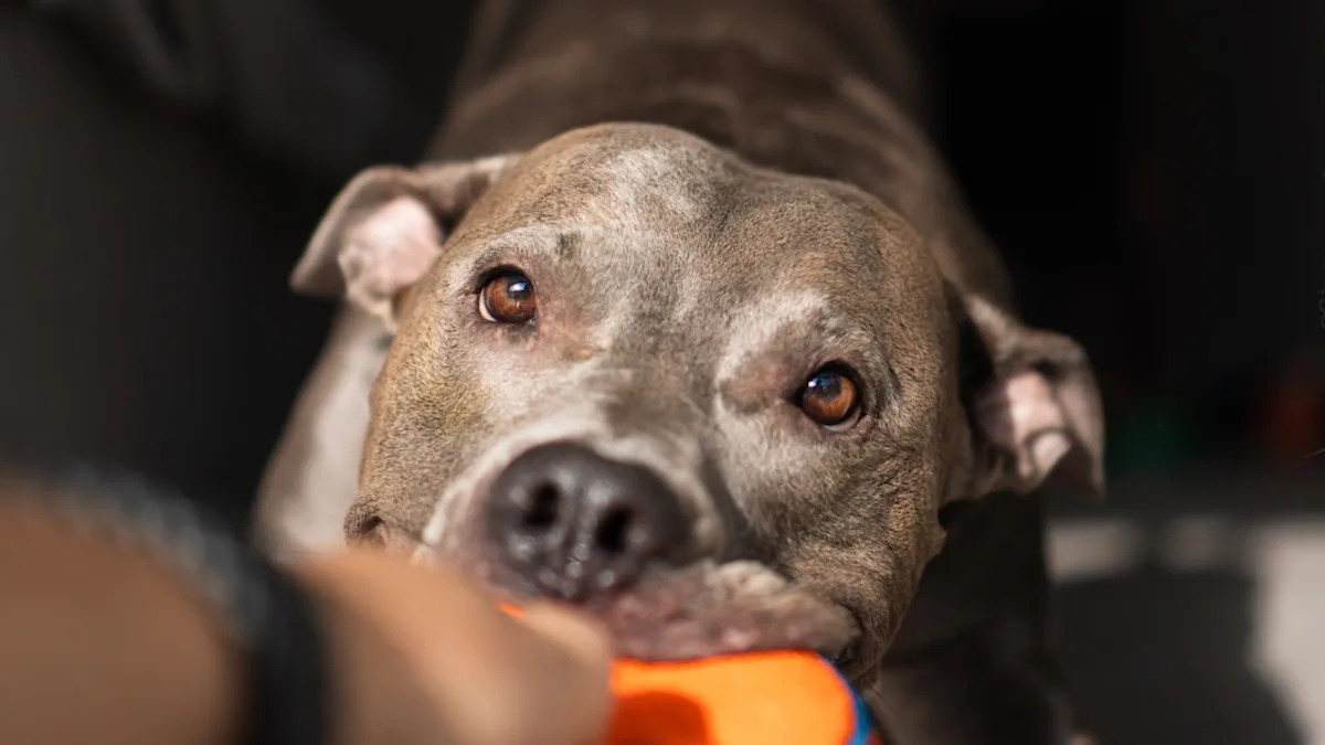 NYC Shelter Dogs Choosing Toys for Christmas Is the Ultimate Dose of Holiday Cheer