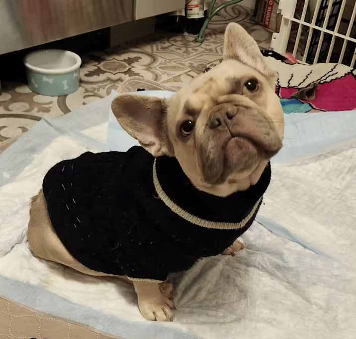 Meet June Bug, a 2-year-old, 22-pound, wonderful French Bulldog. She is friendly and gets along well with other dogs!

June Bug is paralyzed in her hind legs and is working on getting comfortable with her doggy wheelchair. She’s adapting beautifully and growing more confident every day.

If you would like to adopt this dog, please email rescue@pupstarzrescue.org or visit www.pupstarzrescue.org for an application!

www.pupstarzrescue.org
Please Follow us on Instagram: @pupstarzrescue
Like us on Facebook! www.facebook.com/PupStarzRescue

PupStarz Rescue cannot guarantee the breed, size, temperament, or age of any dog. (Courtesy/PupStarz)