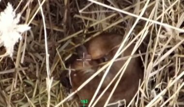 Drone company helps NJ family find their dog missing for more than a week – NBC New York