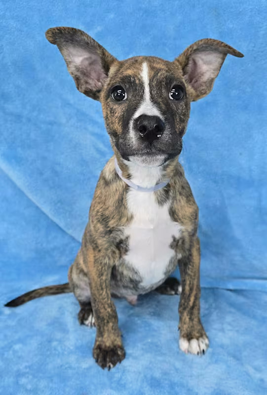 Meet Javis, an 11-week-old, 13 pound (as of 11/18), adorable Pittie mix. This delightful puppy is soft, sweet, cuddly and super loving. He is great with other dogs and friendly.

If you would like to adopt this Rockstar, please email rescue@pupstarzrescue.org or visit www.pupstarzrescue.org for an application!

www.pupstarzrescue.org
Please Follow us on Instagram: @pupstarzrescue
Like us on FaceBook! www.facebook.com/PupStarzRescue

**Puppies are hard work. If you are not ready for a 'new baby' please adopt an adult or senior who need you! In addition, we cannot guarantee the breed, size, temperament or age of a puppy. **

**Please note that puppies can grow .5-2.5lbs a week based on their breed** (Courtesy/PupStarz)